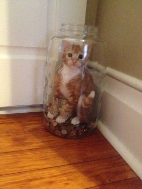 Gatos atrapados en frascos de vidrio