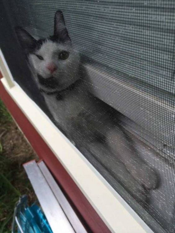 gato atrapado entre la puerta y el mosquitero