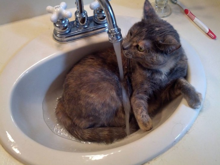 Gatos que aman bañarse (1)