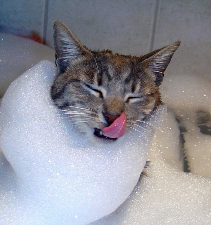 Gatos que aman bañarse (10)