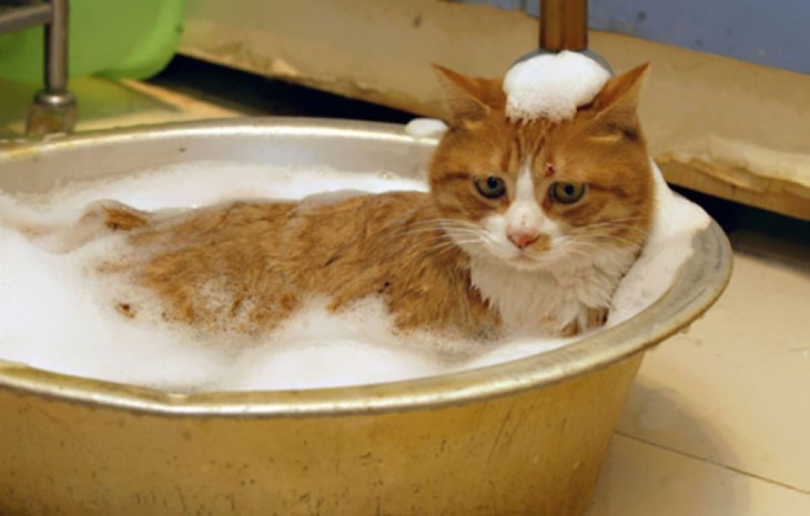 Gatos que aman bañarse (11)