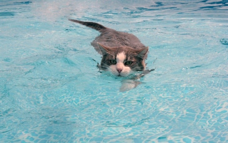 Gatos que aman bañarse (12)