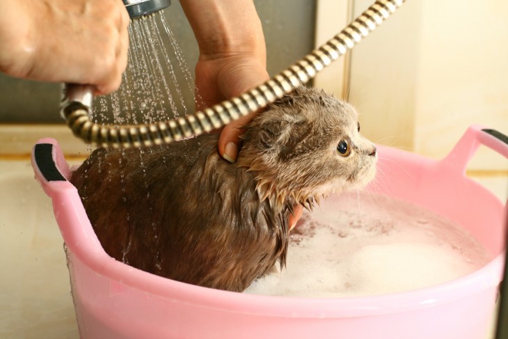 wash cat