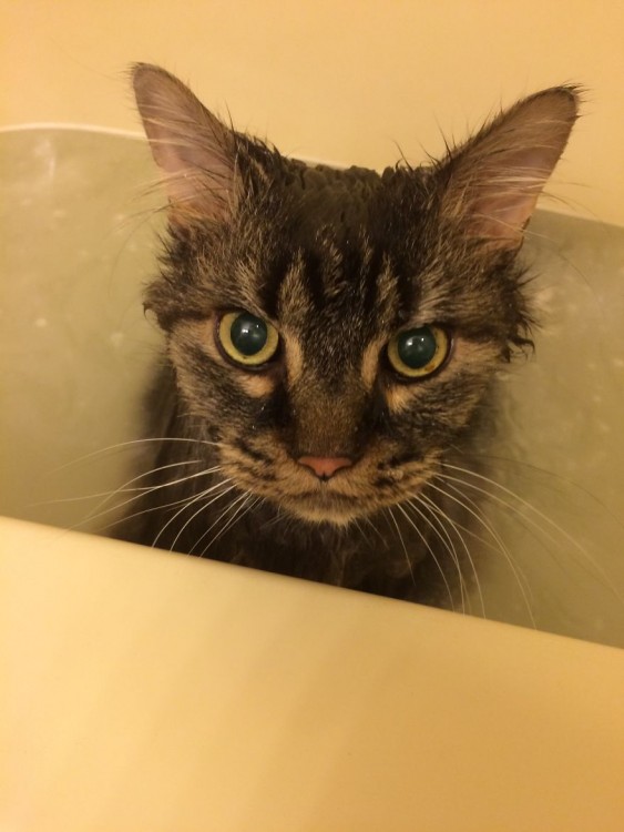 Gatos que aman bañarse (15)