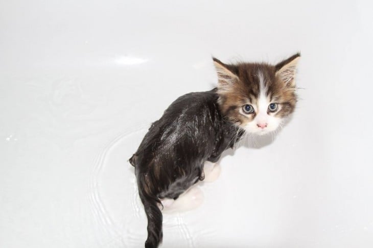 Gatos que aman bañarse (16)
