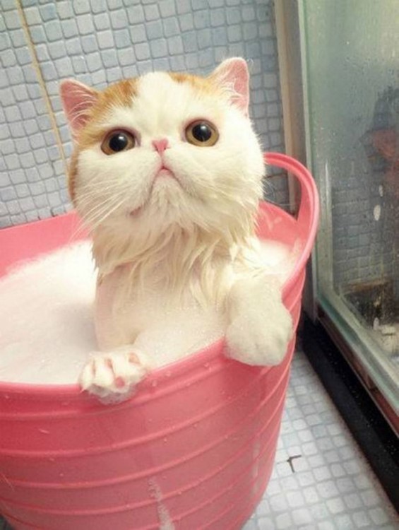 Gatos que aman bañarse (17)