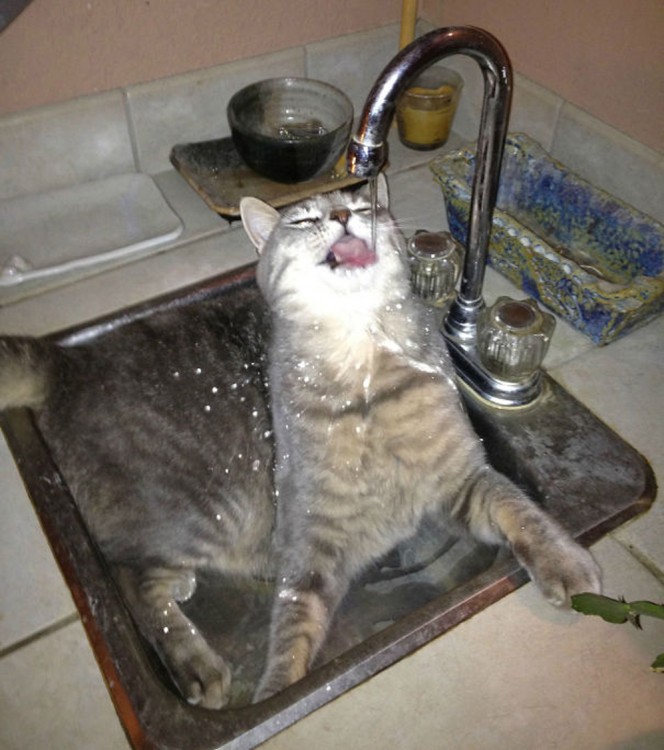 gato tomando agua dentro de un fregadero en la cocina 