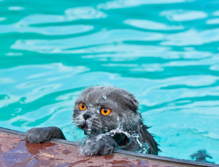 Gatos que aman bañarse (2)