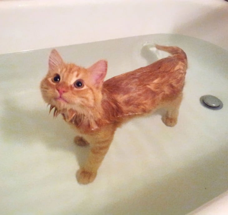 Gatos que aman bañarse (2)