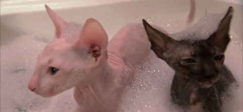 Gatos que aman bañarse (2)