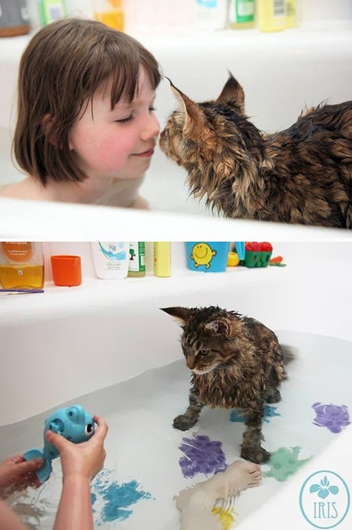 Gatos que aman bañarse (20)