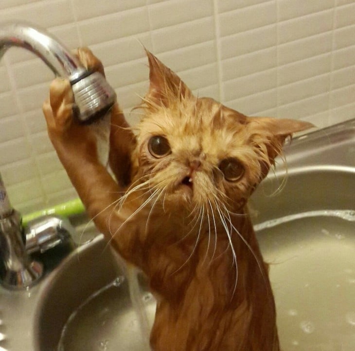 Gatos que aman bañarse (3)