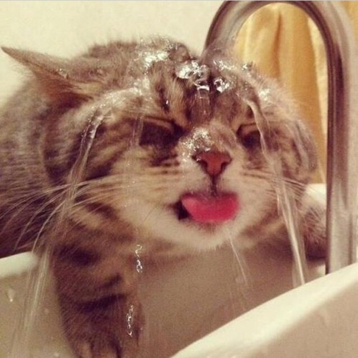 Gatos que aman bañarse (3)