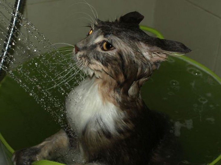 Gatos que aman bañarse (5)
