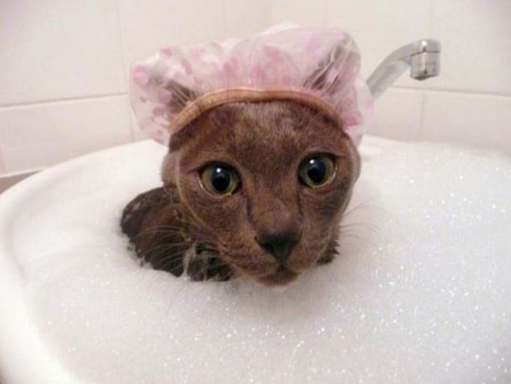 Gatos que aman bañarse (6)
