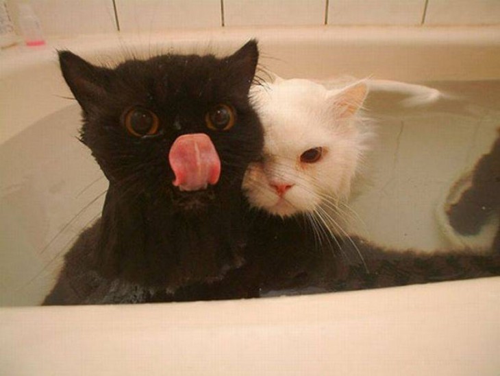 Gatos que aman bañarse (7)