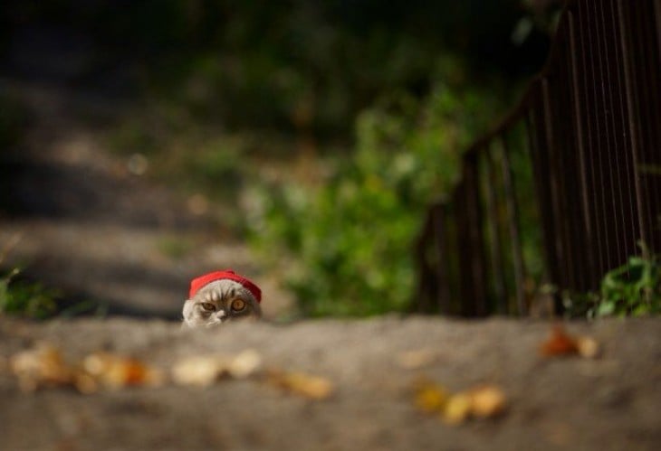 Gato con gorra roja