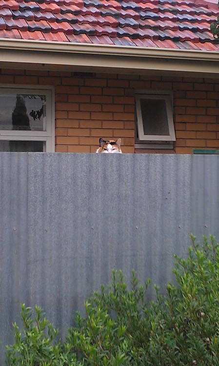 Gato mirando tras la medianera