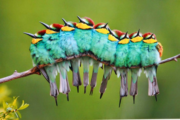 Pájaros sobre una rama acomodados en una fila simulando formar una oruga 