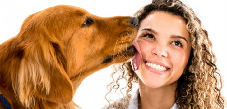 perro golden retriewer lameindo a su ama