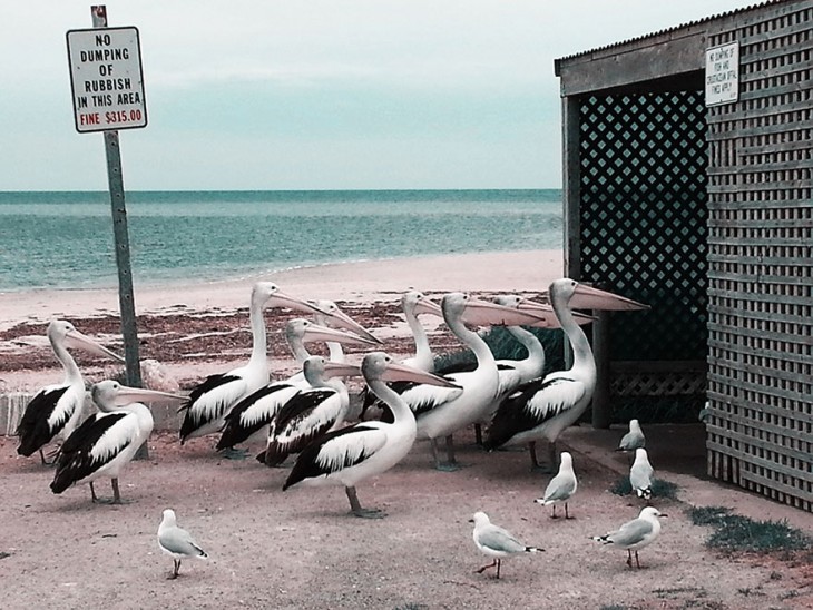 Pelícanos y gaviotas entrando a donde se guardan los desechos de pescado