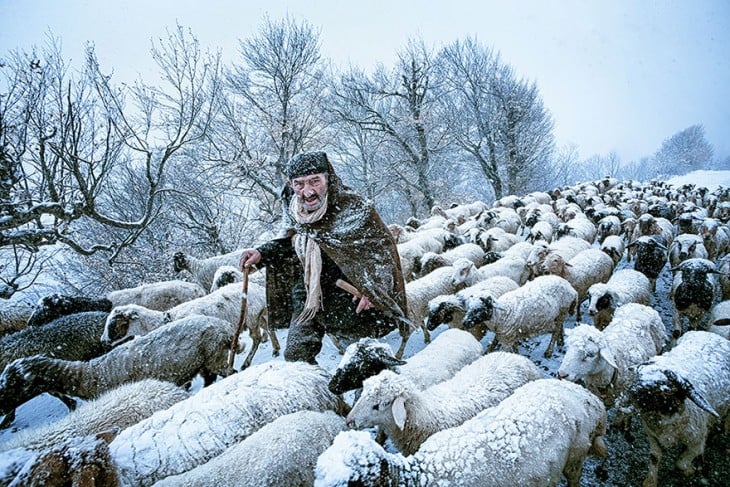 Viejo pastor con sus ovejas durante una tormenta de nieve 