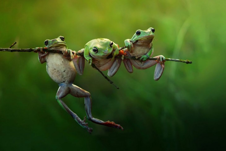 Tres ranas en una rama de árbol 