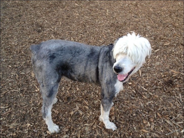 Perro Viejo Pastor Ingles sin pelo