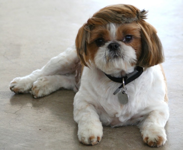 perro Shih Tzu con peinado ridículo