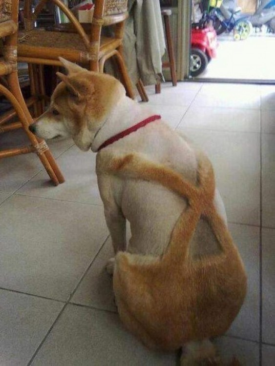 Perro con corte de pelo tipo leñador