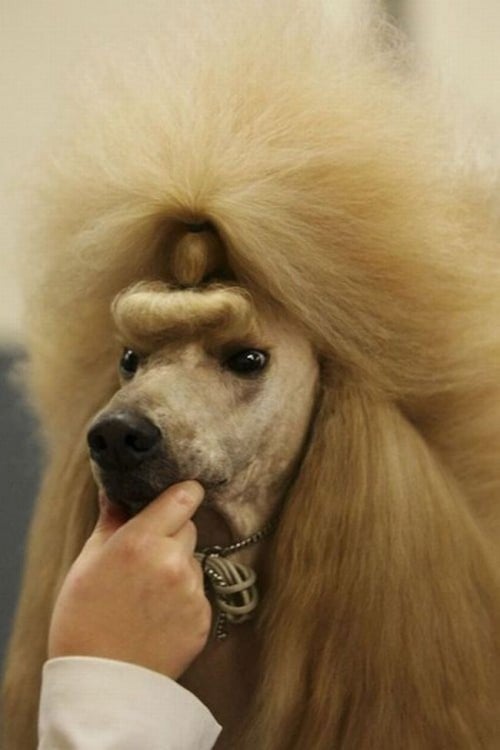 Perro con corte de pelo esponjado