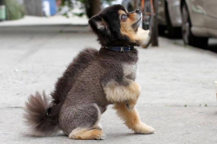 Perro café con negro y corte de pelo de Mohawk