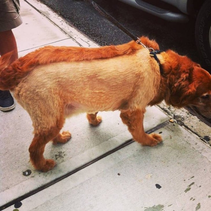 Perro Golden con corte de pelo de Mohawk