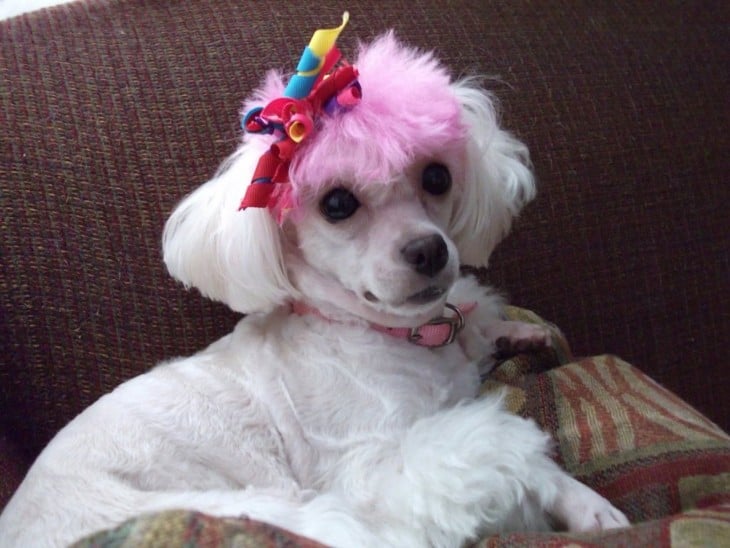 perro french con el pelo rosa