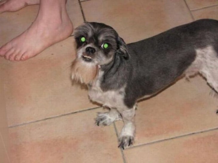 Perro schnauzer sin pelo y con barba