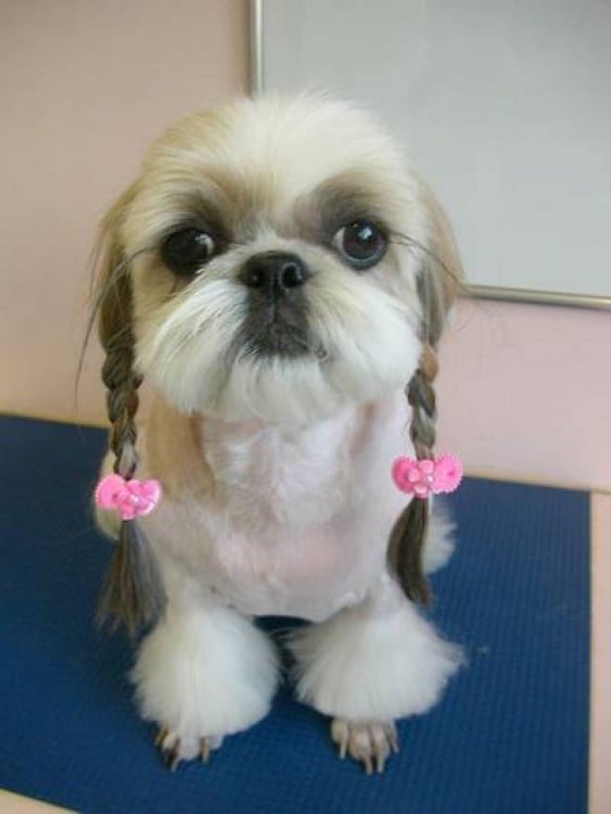 Perro Shih Tzu con trenzas