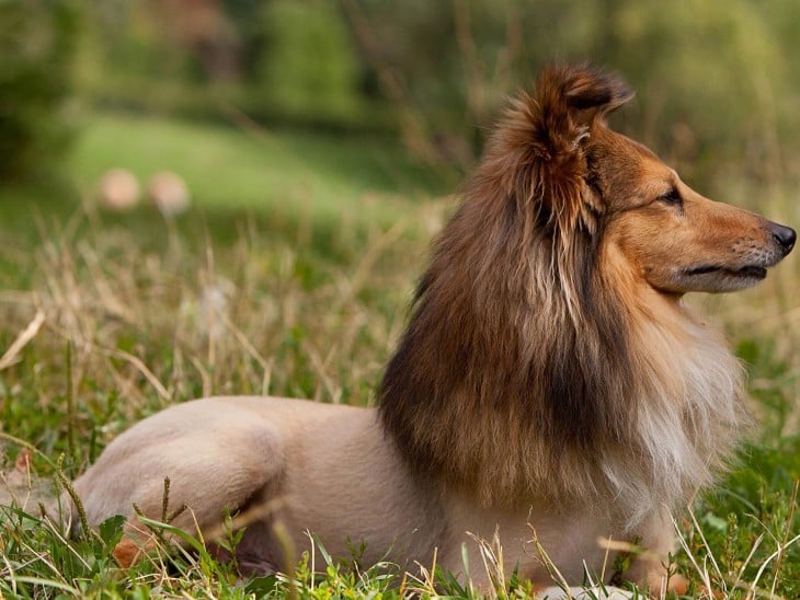 Perro collie con medio cuerpo rapado