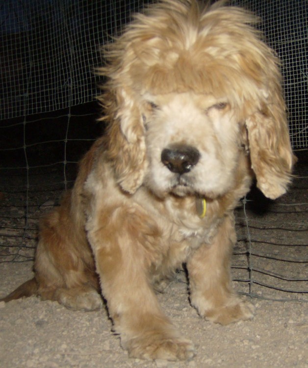 Perro con corte de pelo ridículo