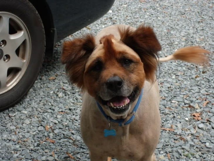 Corte de pelo ridículo en un perro café