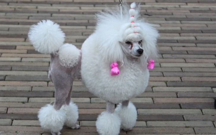 french poodle con el peor corte de pelo