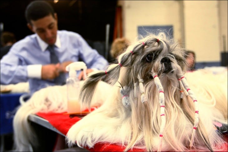 Perro Shih tzu con el pelo largo y peinado ridículo