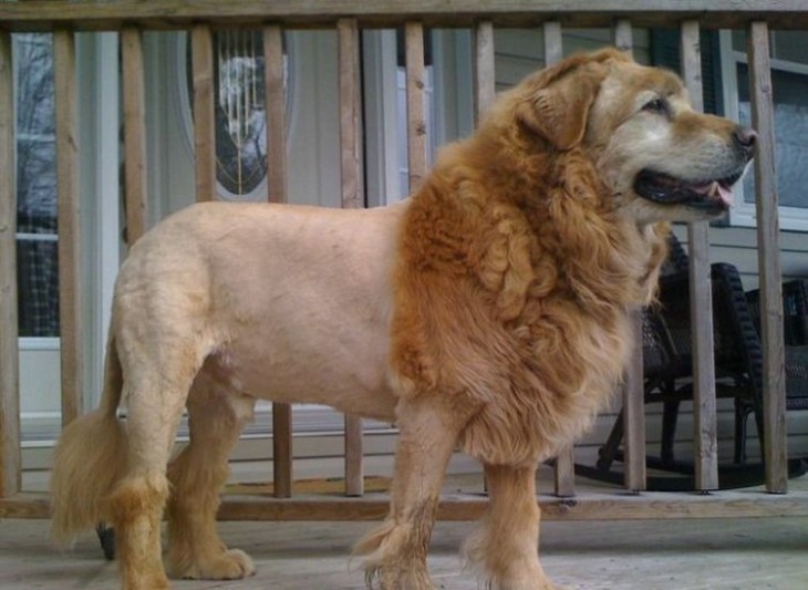 Perro golden con corte de león