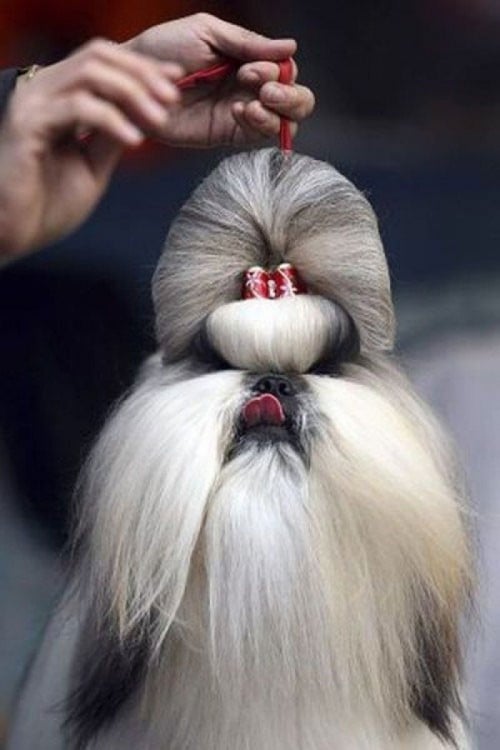 Perro Shih tzu con peinado elegante y ridículo