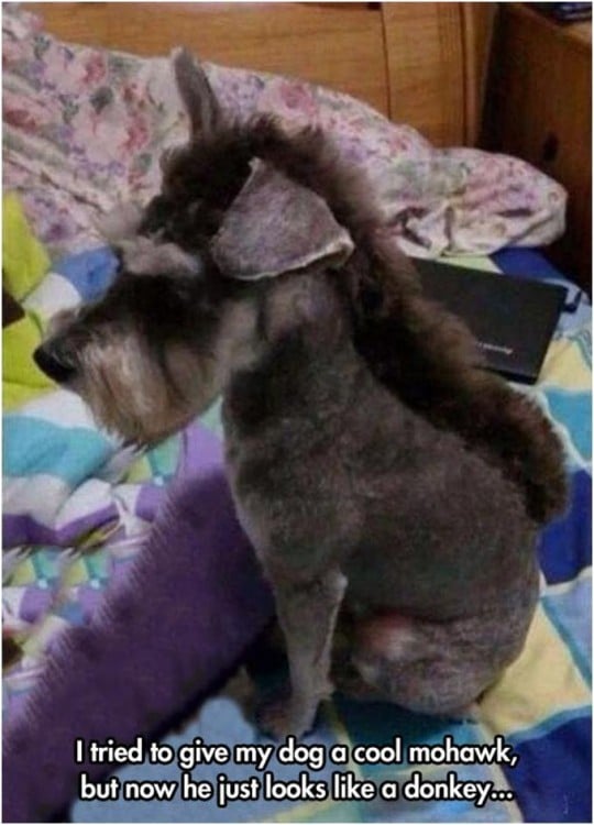 Perro Schnauzer con Mohawk