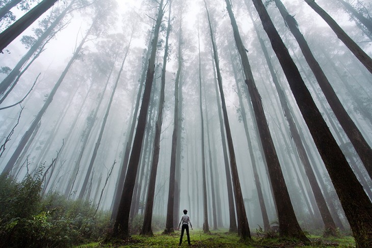 Hombre en medio de un bosque alrededor de árboles enormes 