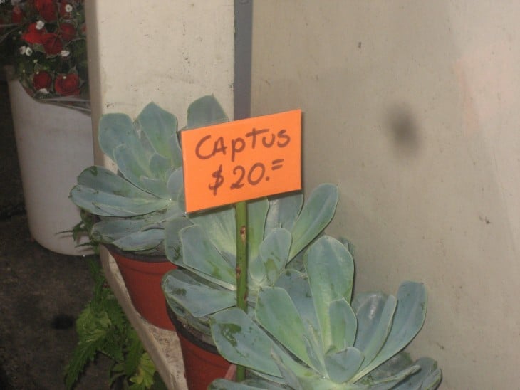 Cactus con un letrero sobre ellos donde indica su precio 