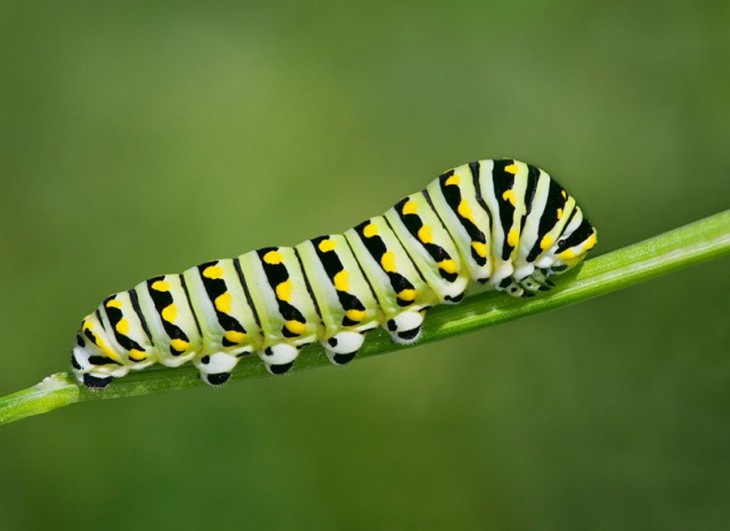 Oruga Swallowtail de color con manchas negras y verdes 