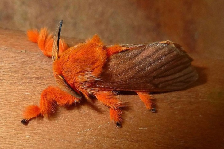 Mariposa Acraga Coa sobre el tallo de un árbol 