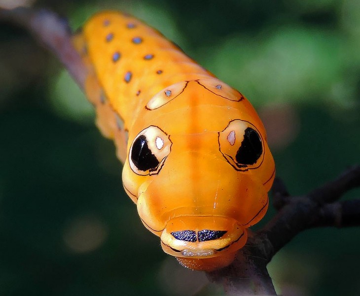 Oruga Spicebush Swallowtail de color naranja con figuras sobre su piel 