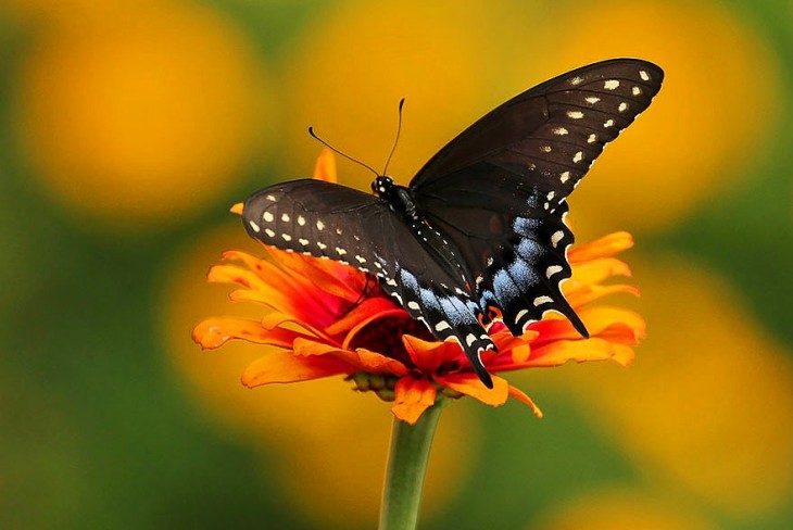 Mariposa Spicebush Swallowtail sobre una flor de color naranja 